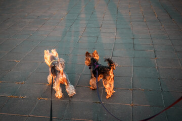 Two yorkies enjoy a walk on a paved surface, bathed in warm, late-day sunlight. Yorkshire Terriers...