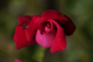 quantum Cambridge valentine roses on different scales and with macro photography