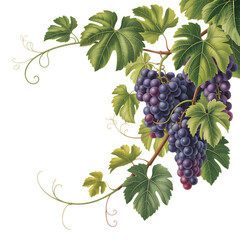 Obraz premium Ripe purple grapes on vine with green leaves isolated on a transparent background