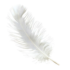 A single, pristine white feather