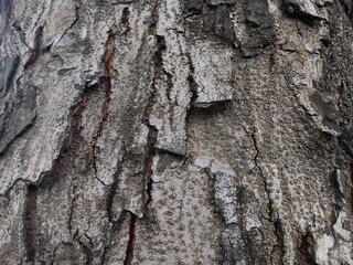 bark o tree