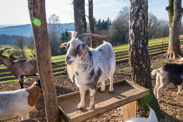 A white goat with curved horns stands proudly on a small feeding trough in a sun-drenched forest...