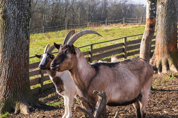 A brown goat and a white goat rest and observe surroundings near a fence in a quiet farm.