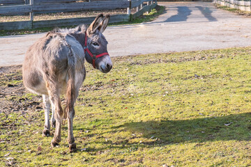 A grey donkey in a red halter stands quietly near a village road, surrounded by grass and sunlight.