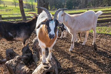 A goat balancing on wooden logs in a sunny paddock. A lively and playful moment in a rural setting.