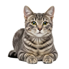 Gray tabby cat portrait on black background
