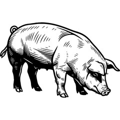 Fototapeta premium Woodcut style illustration of a pig, a farm animal, with bold and clean lines. Vintage black and white engraving of livestock.