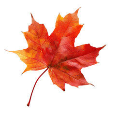Obraz premium Vibrant autumn maple leaf, isolated against black (1)