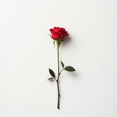 Fototapeta premium Elegant Red Rose on White Background