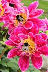 Hummel Pink © Rafael