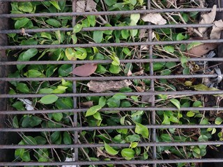 The water channel, covered with iron bars, was lined with vines with thick green leaves, mixed with a few dry leaves. There was also a bit of trash, like pieces of white paper, tucked among the leaves