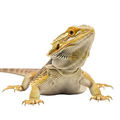 Obraz premium Bearded dragon portrait isolated black background