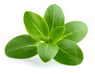 Close-up of fresh green leaves