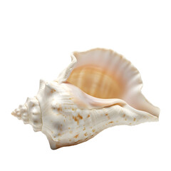 Elegant seashell isolated against black background