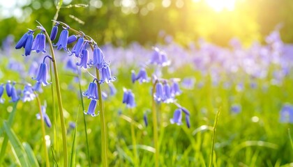 Vibrant bluebells in a sunlit meadow