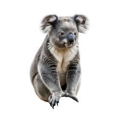 Obraz premium Koala isolated on black background portrait