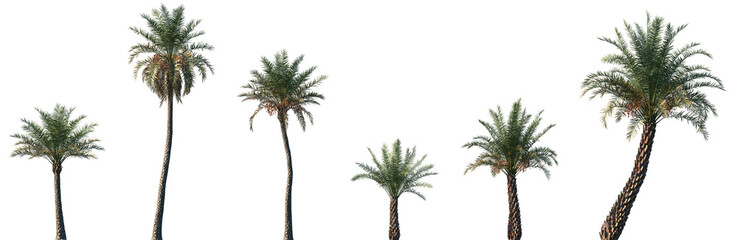 Set of Phoenix sylvestris (also known as silver date palm, Indian date, sugar date palm or wild...