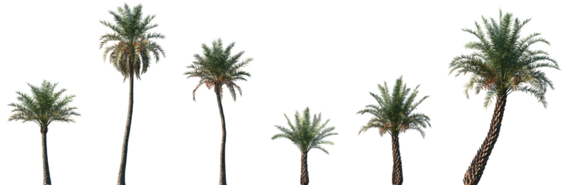 Set of Phoenix sylvestris (also known as silver date palm, Indian date, sugar date palm or wild date palm) frontal isolated png on a transparent background perfectly cutout
