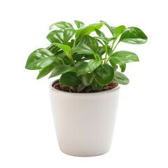 A small houseplant in a white pot. Lush green leaves clustered on top of a simple, round, white pot