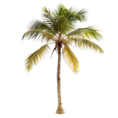 Isolated tropical palm tree.  Vibrant green and yellow fronds.  Tall, sturdy trunk
