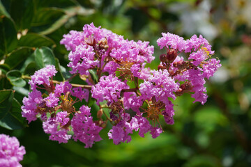 Lagerstroemia indica blooming Indian lilac red flowers branch leaves nature flora Bulgaria