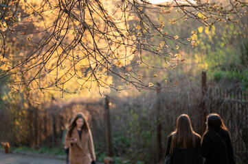 Spring branches with buds above people walking in warm evening light