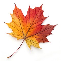 Obraz premium Isolated vibrant maple leaves showcasing the essence of autumn in various hues of red, orange, and yellow