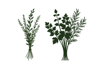 Two bunches of fresh green herbs tied together with twine on a white background