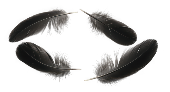 Four delicate black feathers arranged in a circular pattern on a dark background