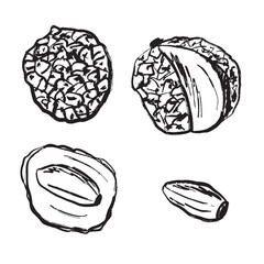 Lychee fruit in black brush stroke texture isolated on white background. Hand drawn vector sketch illustration in vintage charcoal ink. Tropical fruit design, package, asian tree