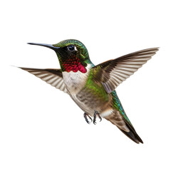 Obraz premium Hummingbird in flight on black background