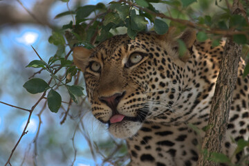 leopard high up on a tree staring at the camera; leopard resting; big cat predator looking at prey from above; leopard watching; African leopard from Murchison falls Uganda