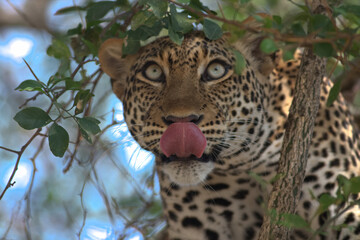 leopard high up on a tree staring at the camera; leopard resting; big cat predator looking at prey from above; leopard watching; African leopard from Murchison falls Uganda