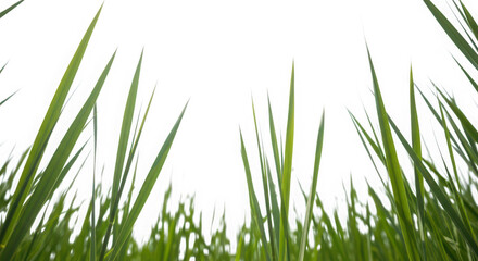 Looking up through tall green grass blades against a dark night sky