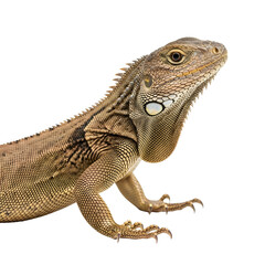 Obraz premium Green iguana close up isolated studio