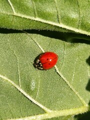 ladybug on corn leaves, insect on green leaves, nature in the garden, insect