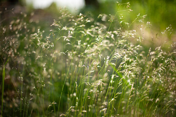 Close-Up of Grass Blades with Soft Bokeh Background