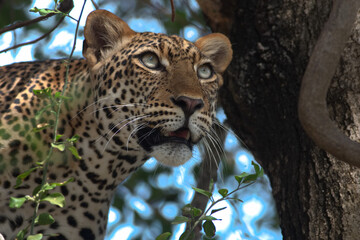 leopard high up on a tree staring at the camera; leopard resting; big cat predator looking at prey from above; leopard watching; African leopard from Murchison falls Uganda
