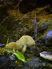 Mushrooms growing at the creek wall.