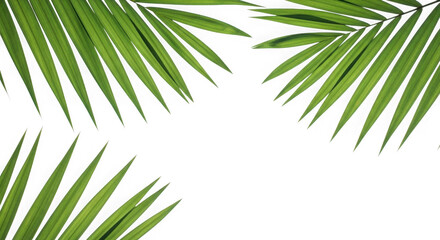 Obraz premium Close up of vibrant green palm leaves against a dark black background