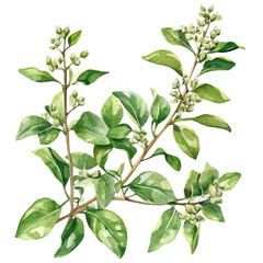 A hand-drawn illustration painting of a licorice plant set in soft watercolor style, featuring delicate brush strokes, isolated on a white background, artistic, painted design, EPS format, leaves set