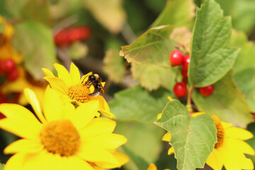 Bumblebee on a beautiful yellow flower. Pollination of flowers by insects. Beautiful yellow flowers near viburnum. Heliopsis and viburnum bush next to each other. Natural background with flowers