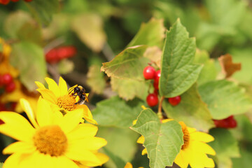 Bumblebee on a beautiful yellow flower. Pollination of flowers by insects. Beautiful yellow flowers near viburnum. Heliopsis and viburnum bush next to each other. Natural background with flowers