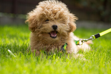 A white puppy with curly hair resting on the grass