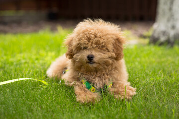 A small dog resting on a green lawn
