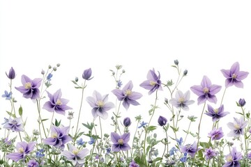 Fototapeta premium Fresh purple columbine flowers in a meadow, isolated against a transparent background