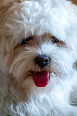 portrait of a small dog