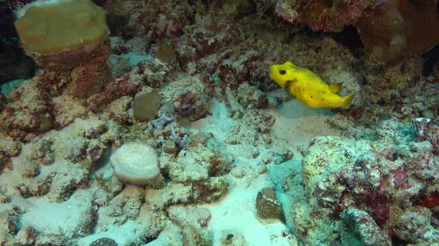 Yellow boxfish swimmins in a colourful coral reef