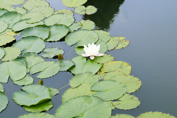 water lily in the pond