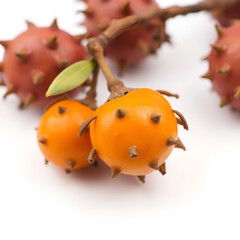 A whole desert quandong fruit isolated on white background bright orange woody seed